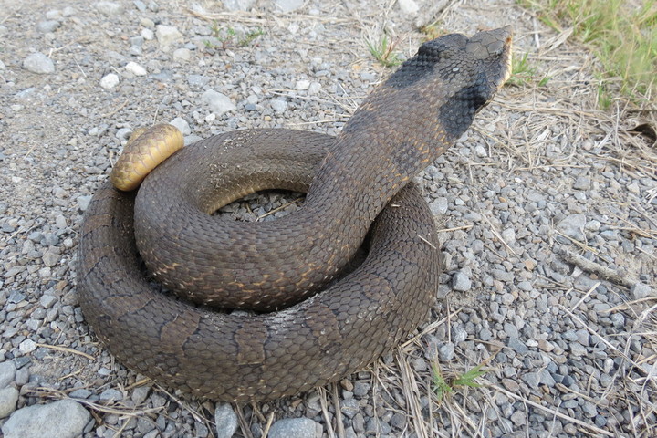 Eastern Hognose Snake